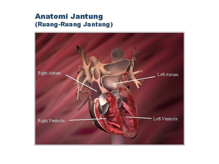 Anatomi Jantung (Ruang-Ruang Jantung) Right Atrium Right Ventricle Left Atrium Left Ventricle 