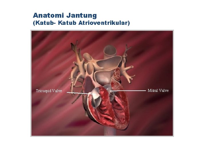 Anatomi Jantung (Katub- Katub Atrioventrikular) Tricuspid Valve Mitral Valve 