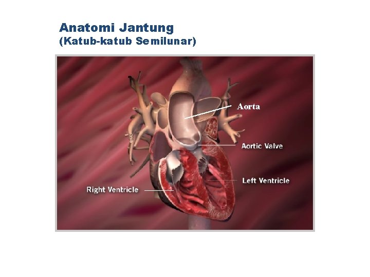 Anatomi Jantung (Katub-katub Semilunar) Aorta 