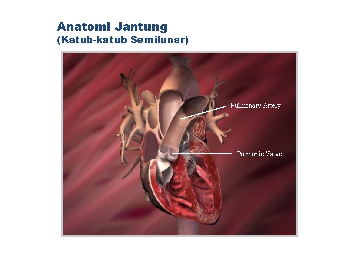 Anatomi Jantung (Katub-katub Semilunar) Pulmonary Artery Pulmonic Valve 
