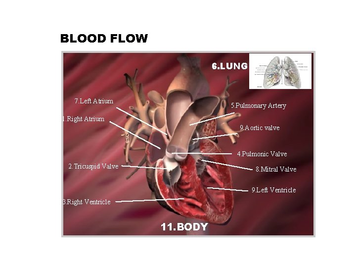 BLOOD FLOW 6. LUNG 7. Left Atrium 5. Pulmonary Artery 1. Right Atrium 9.