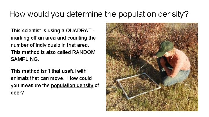 How would you determine the population density? This scientist is using a QUADRAT marking
