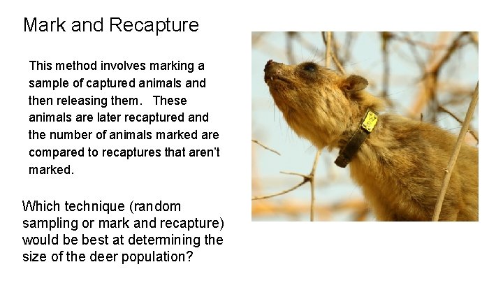 Mark and Recapture This method involves marking a sample of captured animals and then