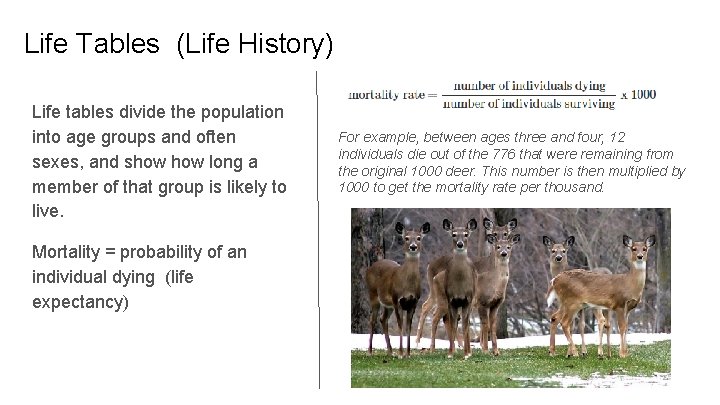 Life Tables (Life History) Life tables divide the population into age groups and often