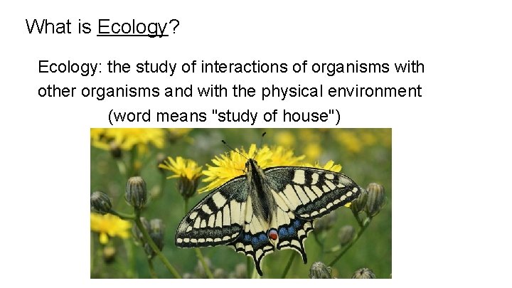 What is Ecology? Ecology: the study of interactions of organisms with other organisms and