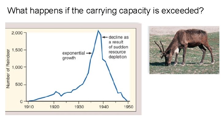 What happens if the carrying capacity is exceeded? 