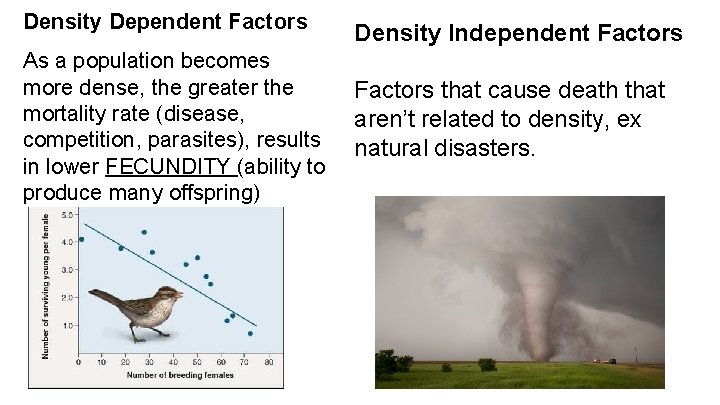 Density Dependent Factors As a population becomes more dense, the greater the mortality rate