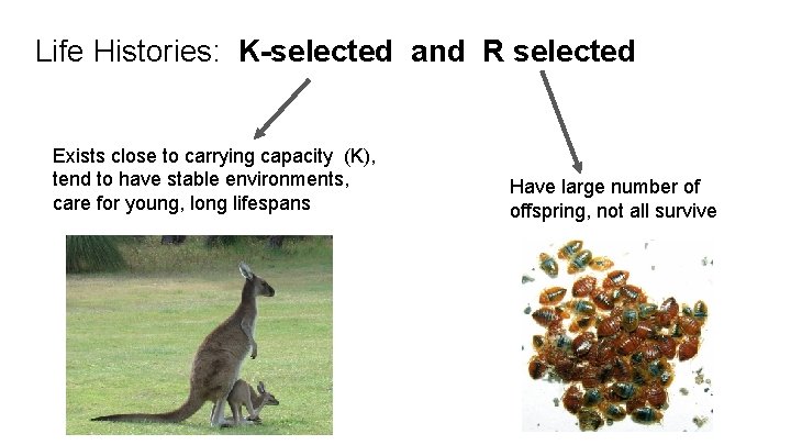 Life Histories: K-selected and R selected Exists close to carrying capacity (K), tend to