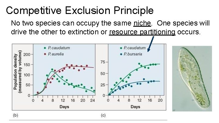 Competitive Exclusion Principle No two species can occupy the same niche. One species will