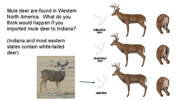 Mule deer are found in Western North America. What do you think would happen