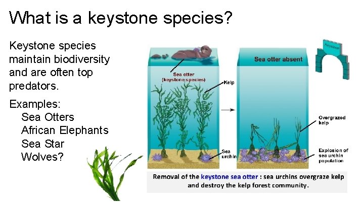 What is a keystone species? Keystone species maintain biodiversity and are often top predators.