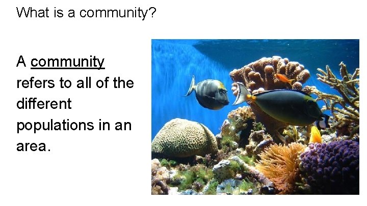What is a community? A community refers to all of the different populations in
