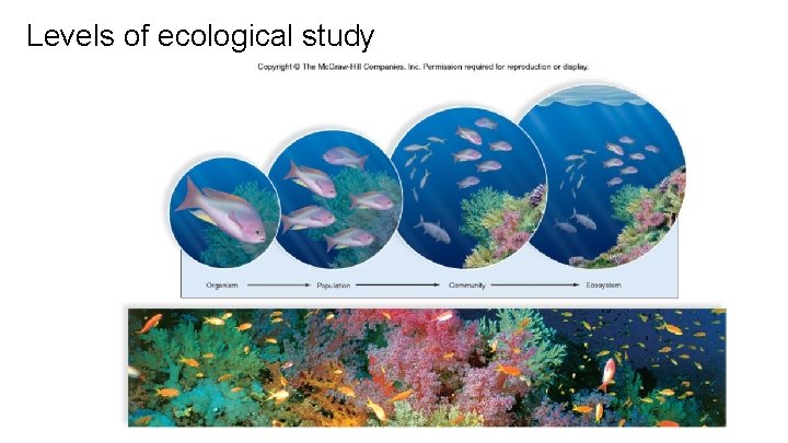 Levels of ecological study 