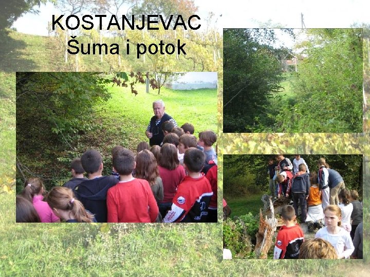 KOSTANJEVAC Šuma i potok 