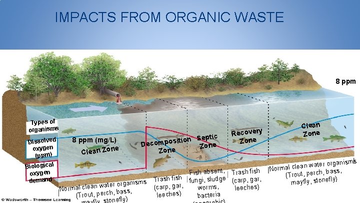 IMPACTS FROM ORGANIC WASTE 8 ppm Types of organisms Dissolved oxygen (ppm) Biological oxygen