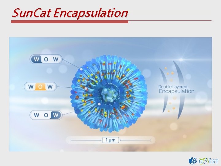 Sun. Cat Encapsulation 