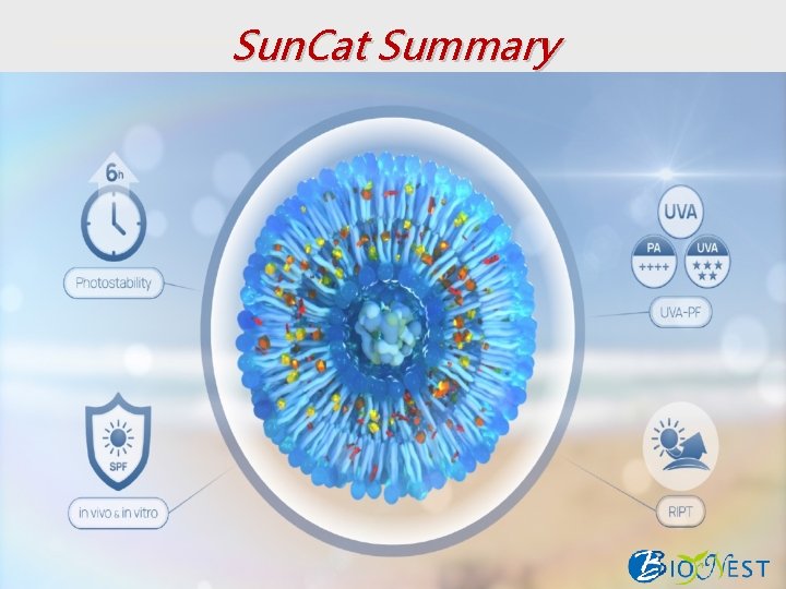Sun. Cat Summary 