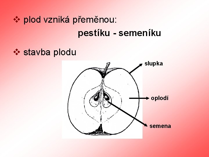 v plod vzniká přeměnou: pestíku - semeníku v stavba plodu slupka oplodí semena 