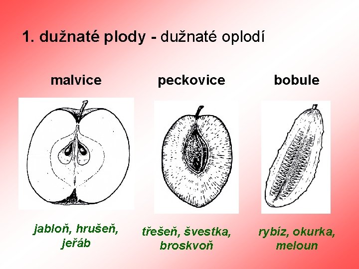 1. dužnaté plody - dužnaté oplodí malvice jabloň, hrušeň, jeřáb peckovice třešeň, švestka, broskvoň