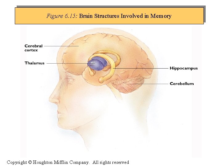 Figure 6. 15: Brain Structures Involved in Memory Copyright © Houghton Mifflin Company. All