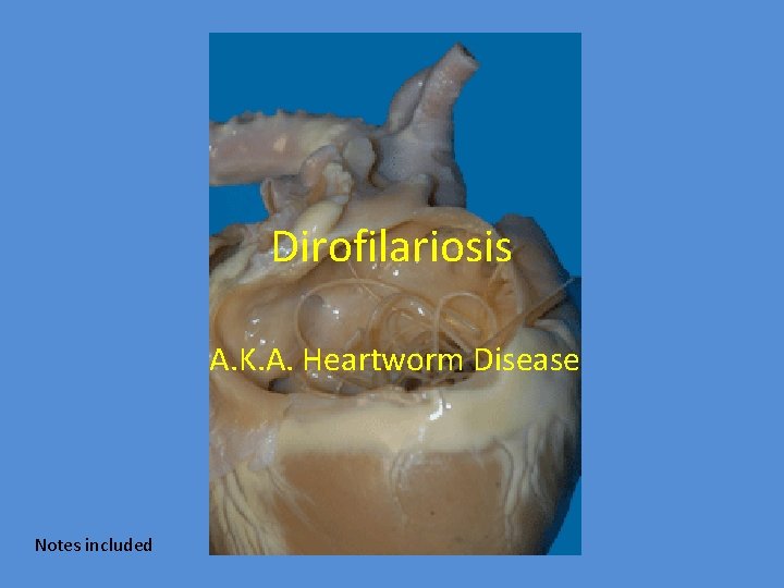 Dirofilariosis A. K. A. Heartworm Disease Notes included 