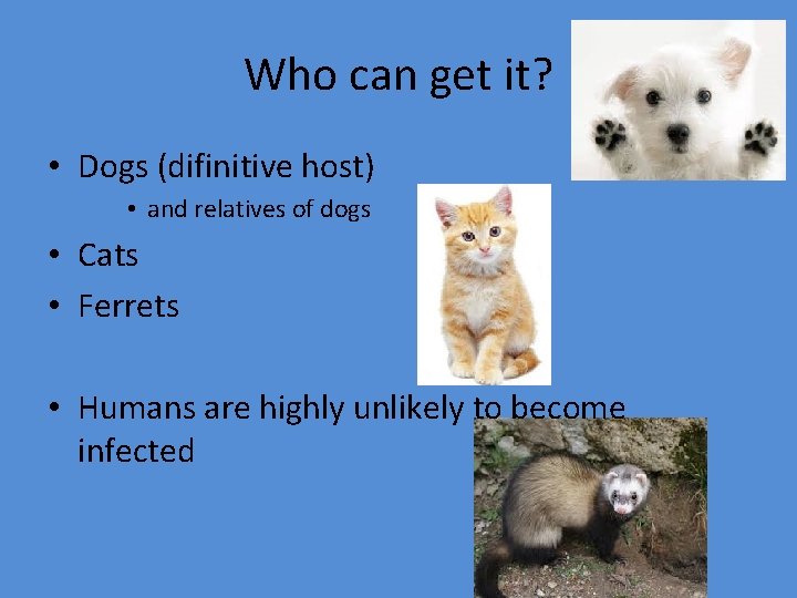 Who can get it? • Dogs (difinitive host) • and relatives of dogs •