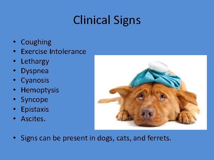 Clinical Signs • • • Coughing Exercise Intolerance Lethargy Dyspnea Cyanosis Hemoptysis Syncope Epistaxis