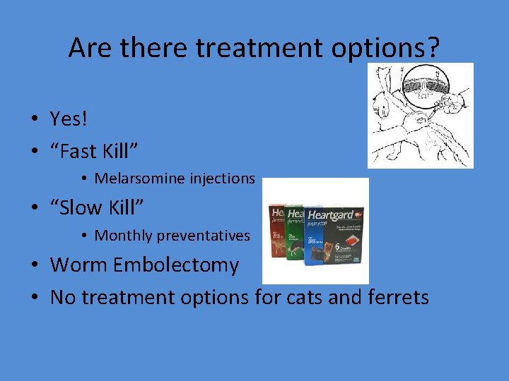 Are there treatment options? • Yes! • “Fast Kill” • Melarsomine injections • “Slow