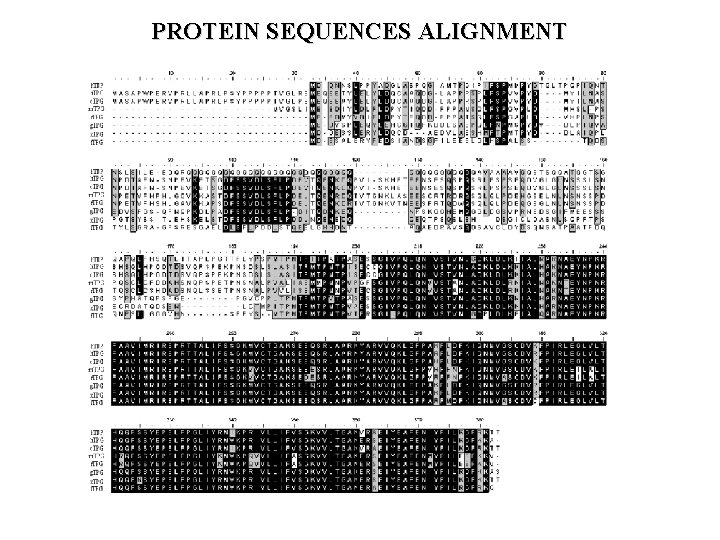 PROTEIN SEQUENCES ALIGNMENT 