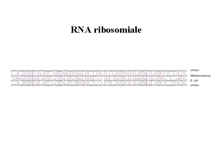 RNA ribosomiale 