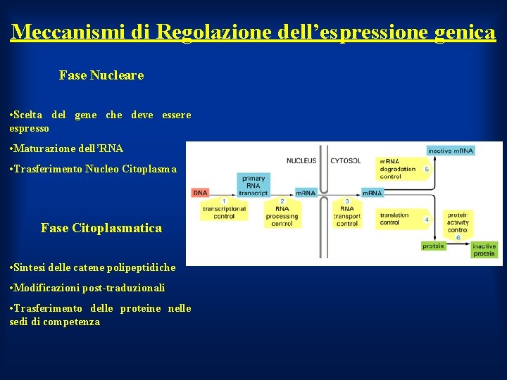 Meccanismi di Regolazione dell’espressione genica Fase Nucleare • Scelta del gene che deve essere