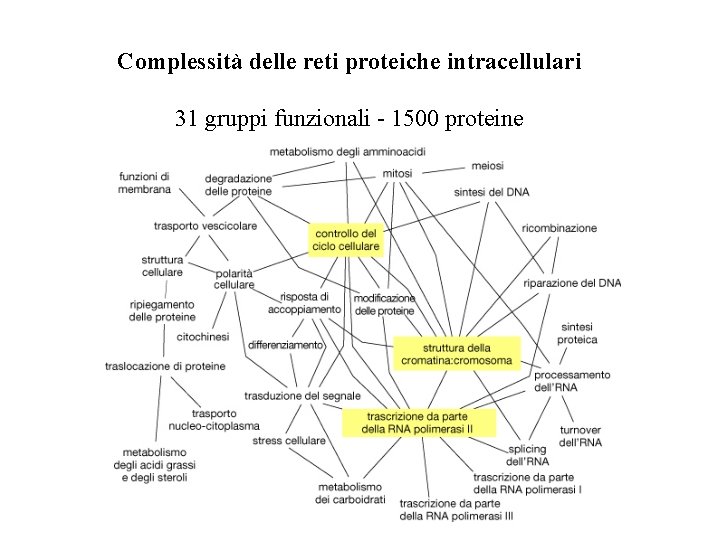 Complessità delle reti proteiche intracellulari 31 gruppi funzionali - 1500 proteine 