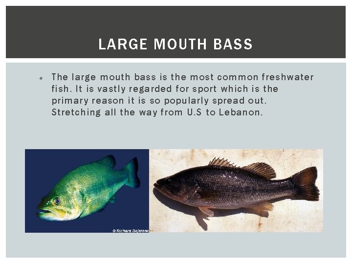 LARGE MOUTH BASS The large mouth bass is the most common freshwater fish. It