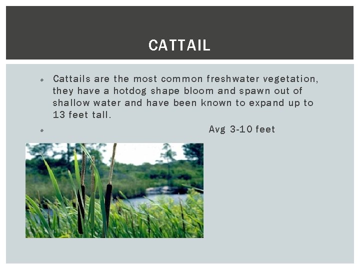CATTAIL Cattails are the most common freshwater vegetation, they have a hotdog shape bloom
