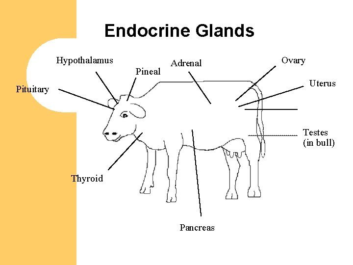 Endocrine Glands Hypothalamus Pineal Adrenal Ovary Uterus Pituitary Testes (in bull) Thyroid Pancreas 