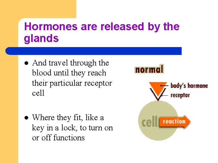 Hormones are released by the glands l And travel through the blood until they