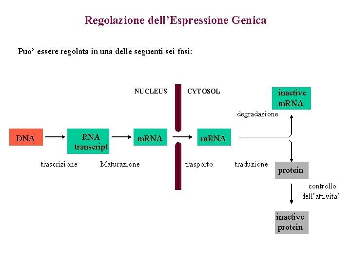 Regolazione dell’Espressione Genica Puo’ essere regolata in una delle seguenti sei fasi: NUCLEUS CYTOSOL