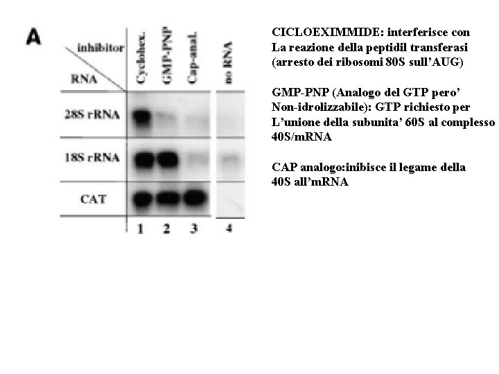 CICLOEXIMMIDE: interferisce con La reazione della peptidil transferasi (arresto dei ribosomi 80 S sull’AUG)