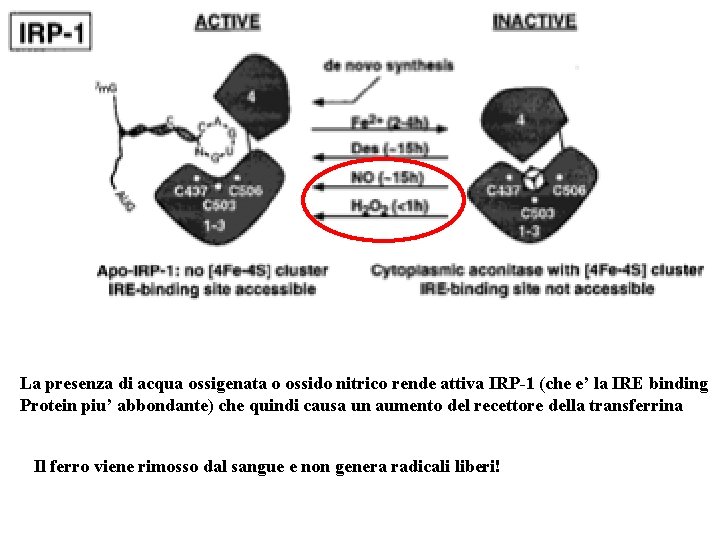 La presenza di acqua ossigenata o ossido nitrico rende attiva IRP-1 (che e’ la