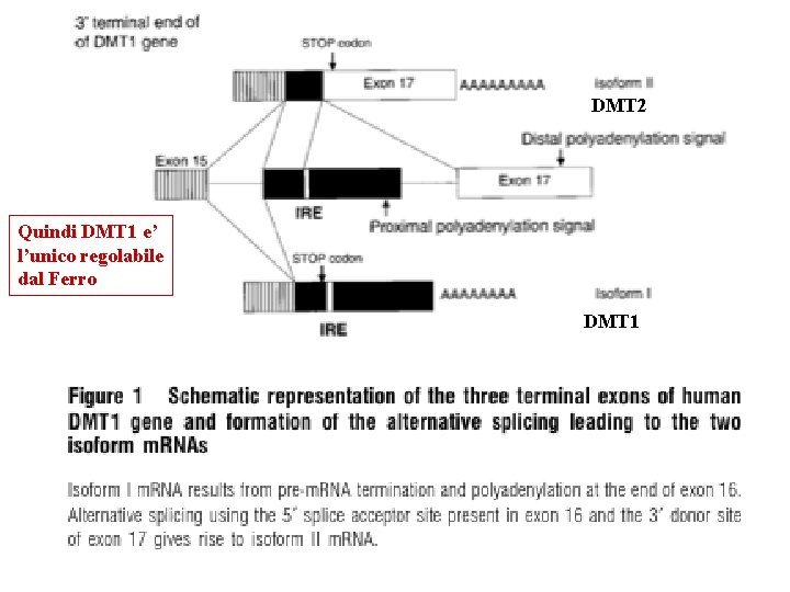 DMT 2 Quindi DMT 1 e’ l’unico regolabile dal Ferro DMT 1 