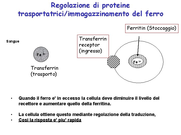 Regolazione di proteine trasportatrici/immagazzinamento del ferro Ferritin (Stoccaggio) Sangue Fe 2+ Transferrin receptor (ingresso)