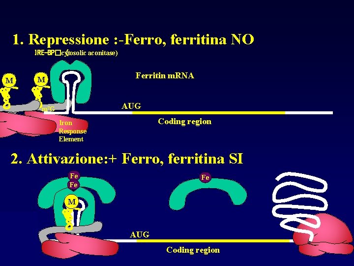 1. Repressione : -Ferro, ferritina NO IRE-BP�cytosolic ( aconitase) M Ferritin m. RNA M