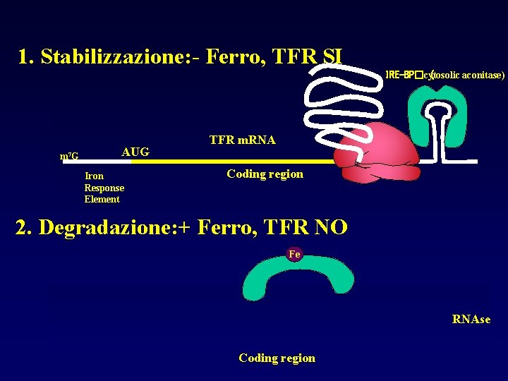 1. Stabilizzazione: - Ferro, TFR SI IRE-BP�cytosolic ( aconitase) m 7 G AUG Iron
