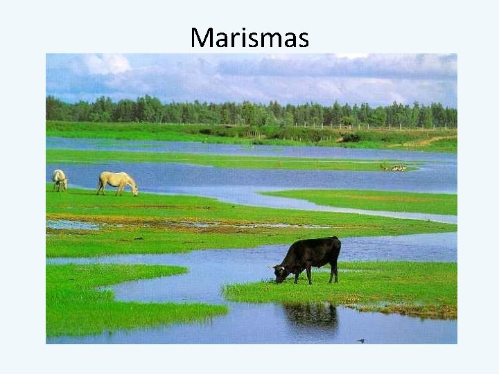 Marismas 