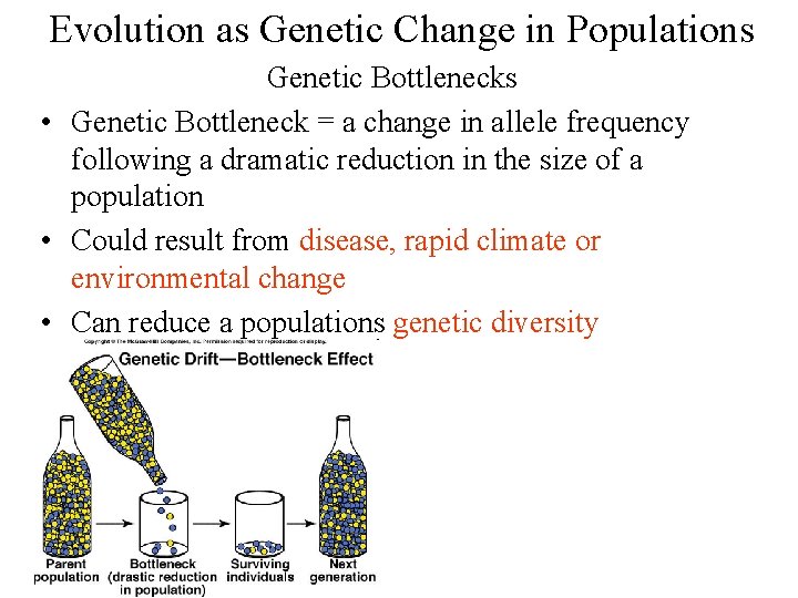 Evolution as Genetic Change in Populations Genetic Bottlenecks • Genetic Bottleneck = a change