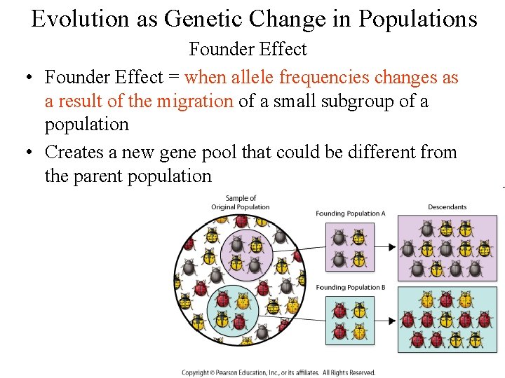 Evolution as Genetic Change in Populations Founder Effect • Founder Effect = when allele