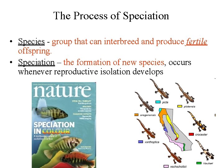 The Process of Speciation • Species - group that can interbreed and produce fertile