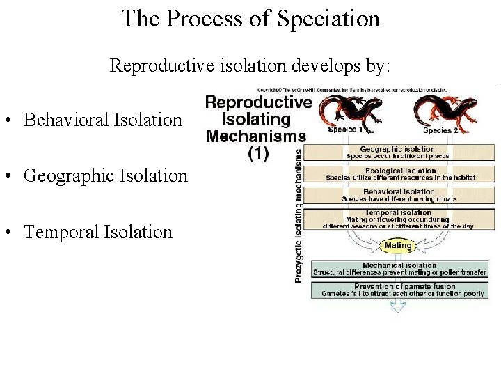 The Process of Speciation Reproductive isolation develops by: • Behavioral Isolation • Geographic Isolation