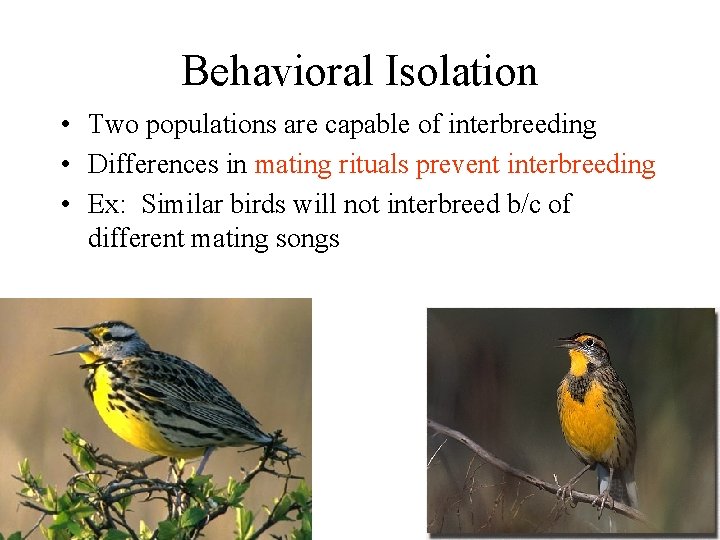 Behavioral Isolation • Two populations are capable of interbreeding • Differences in mating rituals