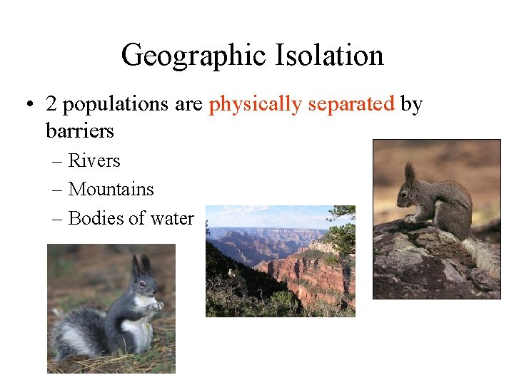 Geographic Isolation • 2 populations are physically separated by barriers – Rivers – Mountains